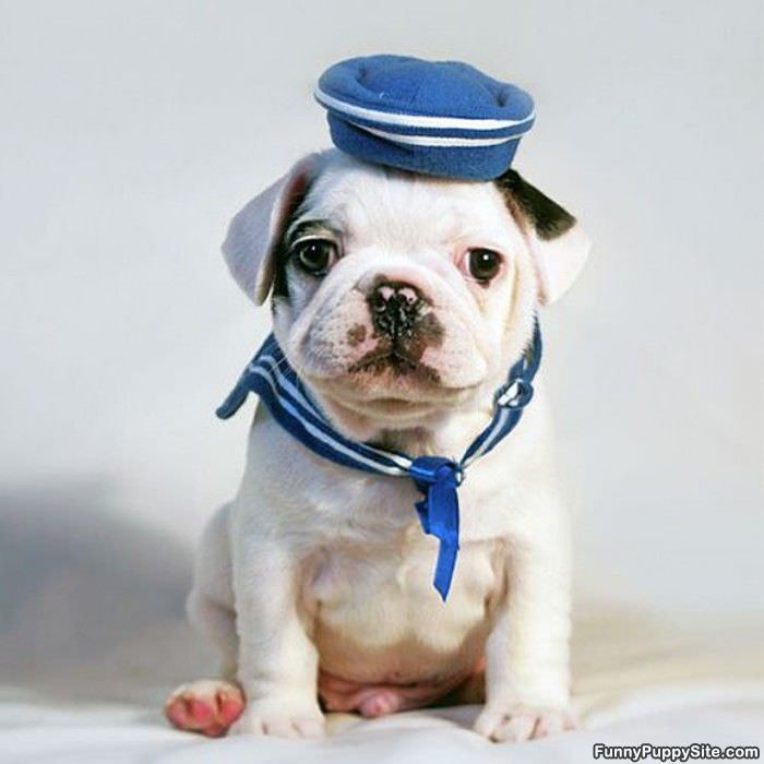 Sailor Puppy