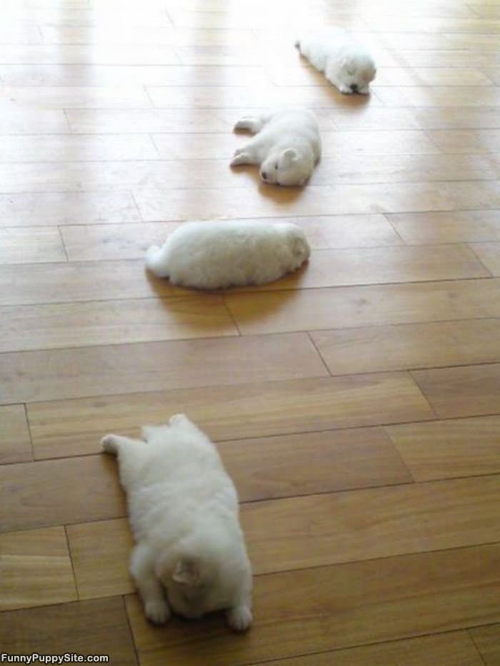 Scattered Puppies