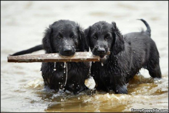 Sharing A Fetch