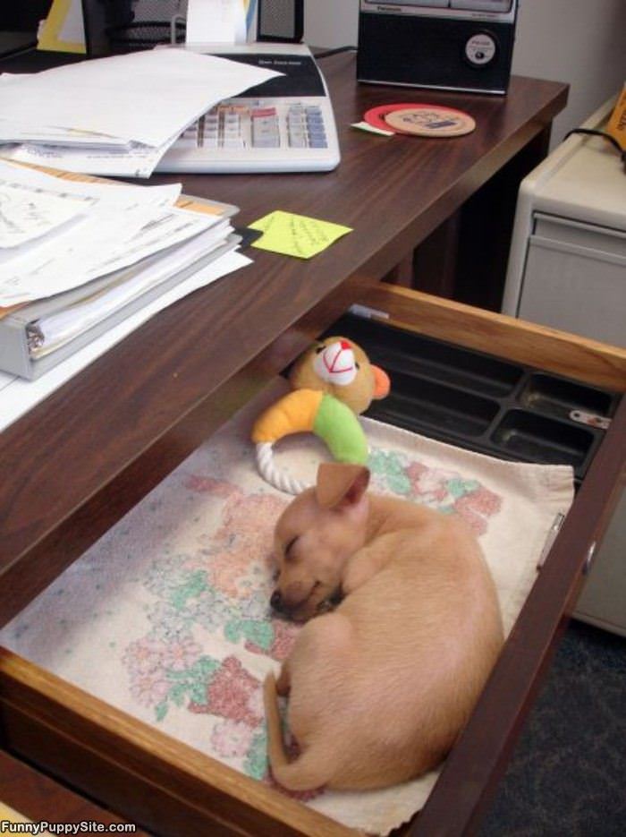 Shelf Of Dog