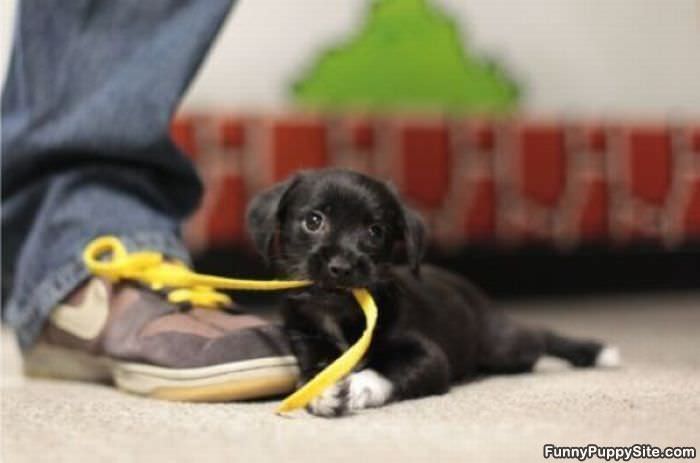 Shoe Lace Puppy