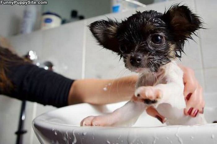 Sink Bath Puppy