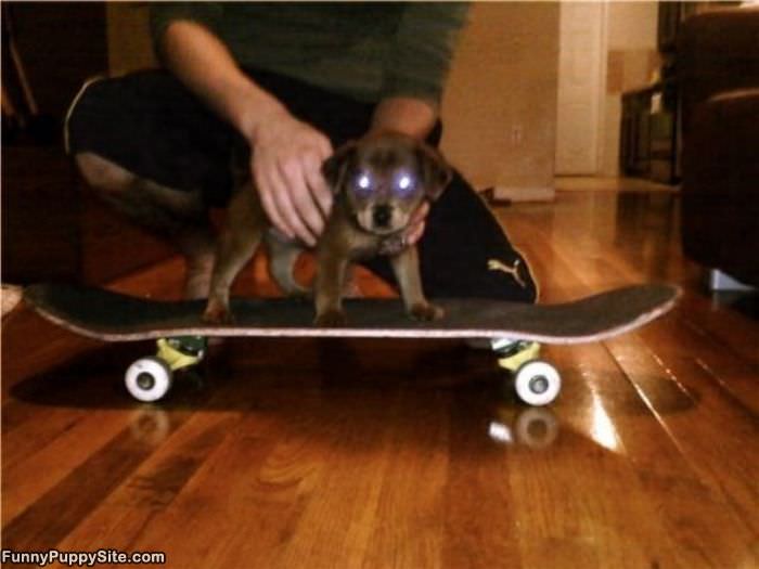 Skatboard Puppy