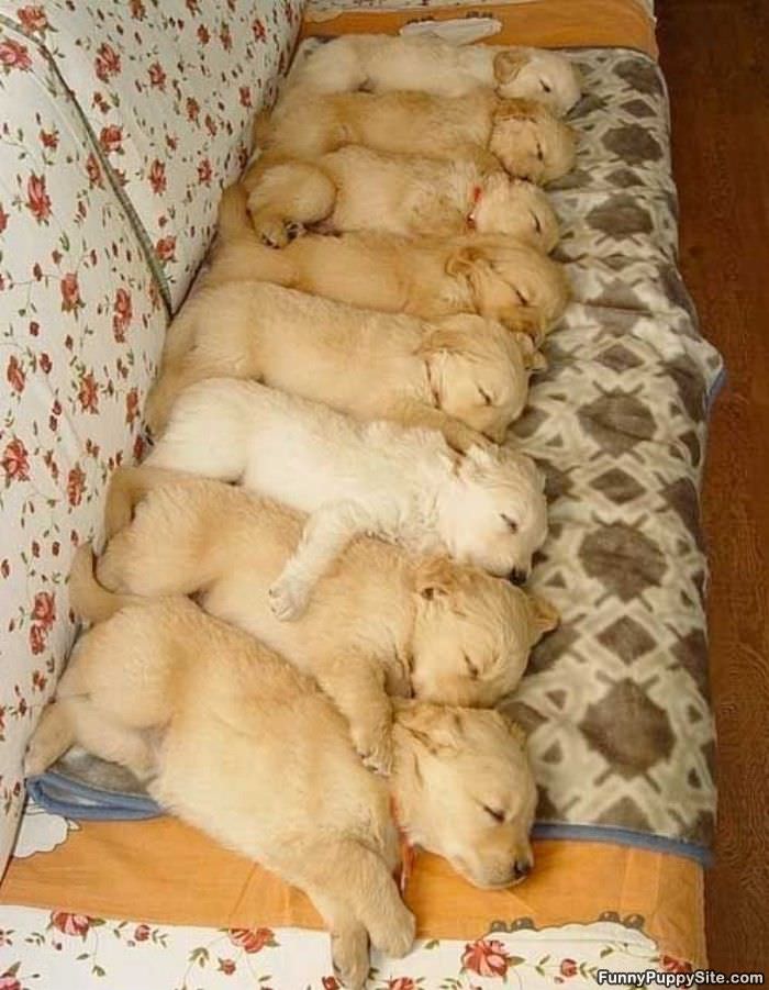 Sleeping In A Row