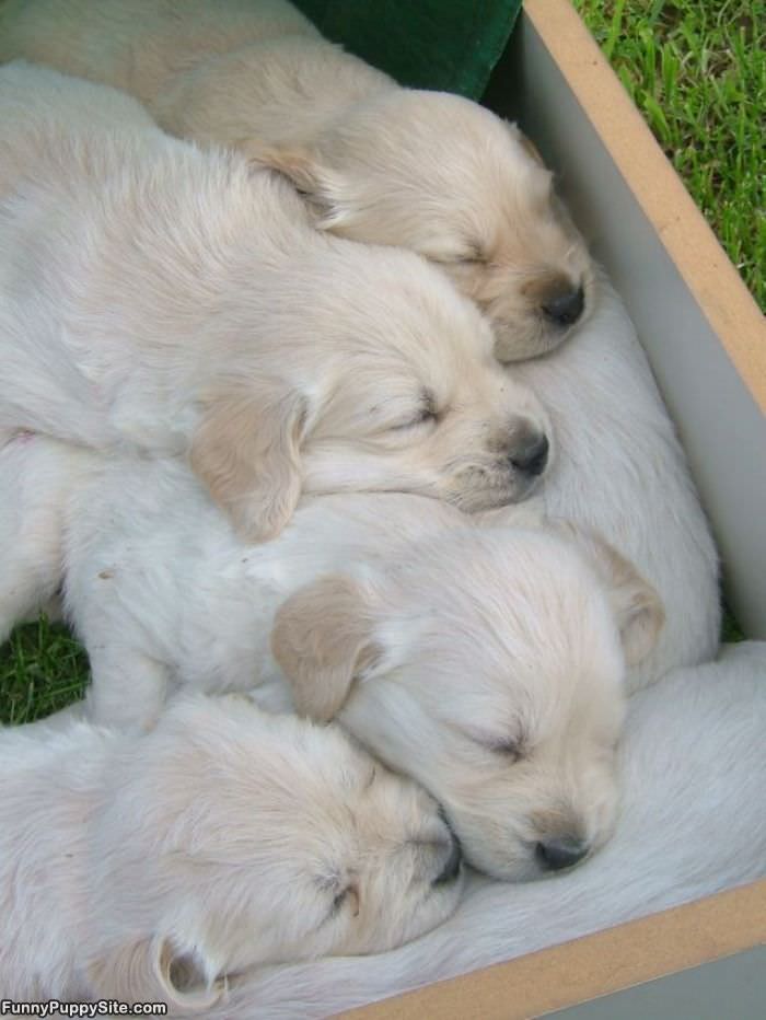 Sleeping Puppies