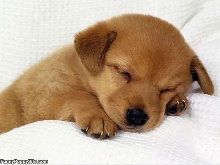 Sleeping Puppy Dog