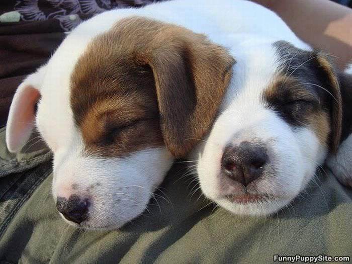 Sleepy Puppies