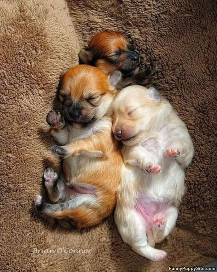 Sleepy Pups