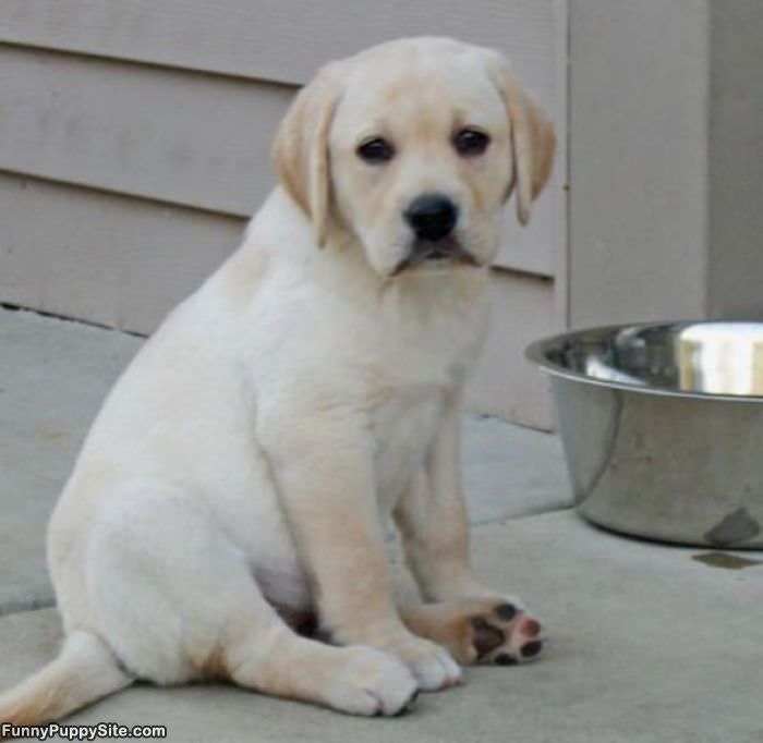 Smaller Than His Bowl