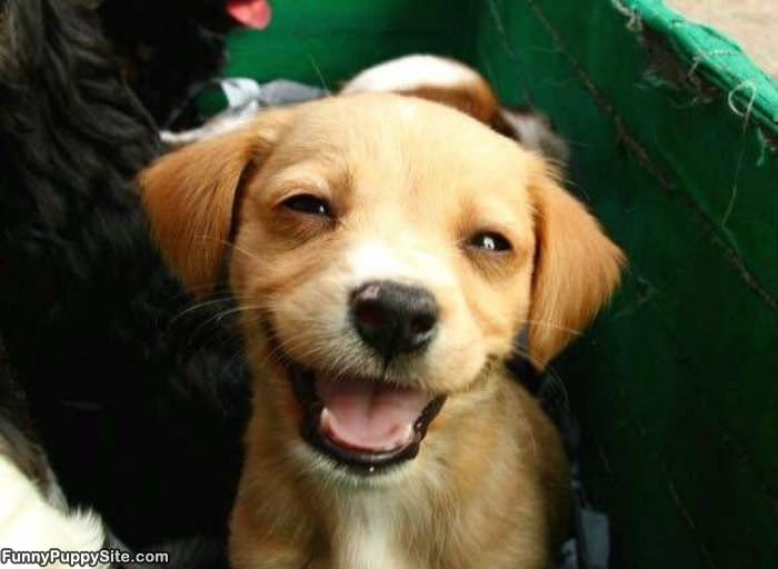 Smiling Puppy