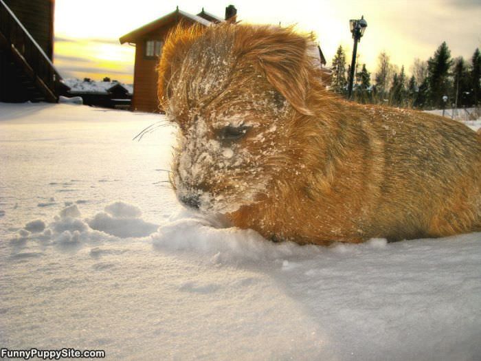 Snow Puppy