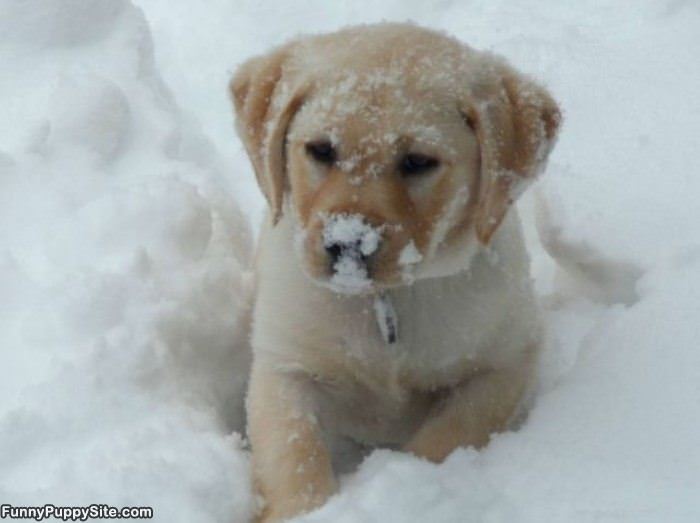 Snow Puppy