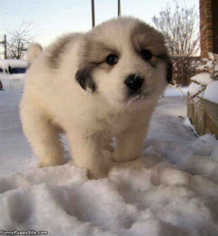 Snow Puppy