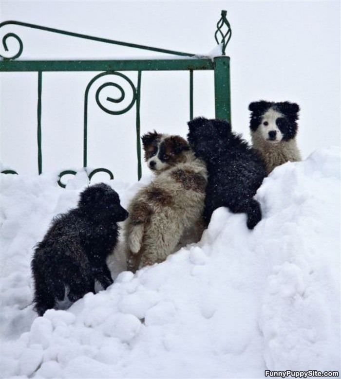 Snow Pups