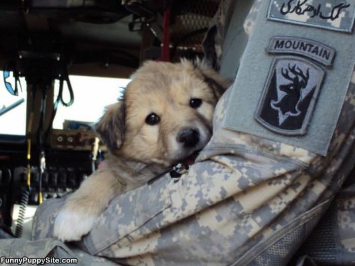 Soldiers Cute Puppy