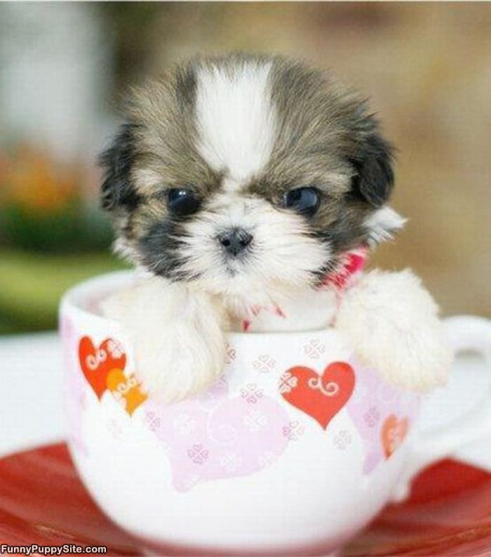 Spot Of Tea Puppy