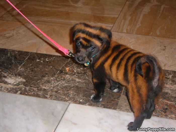 Striped Puppy