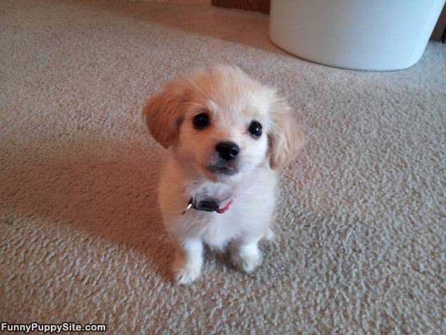 Such A Cute Little Pup
