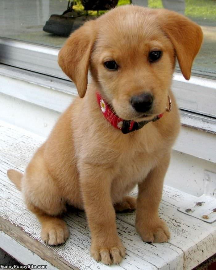 Such A Cute Puppy Here