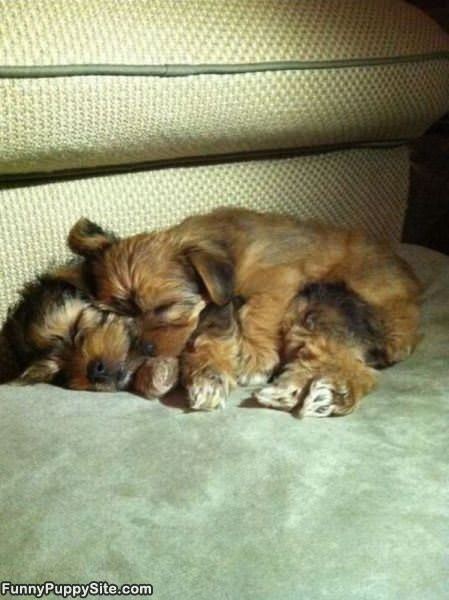 Such Cute Sleeping Puppies