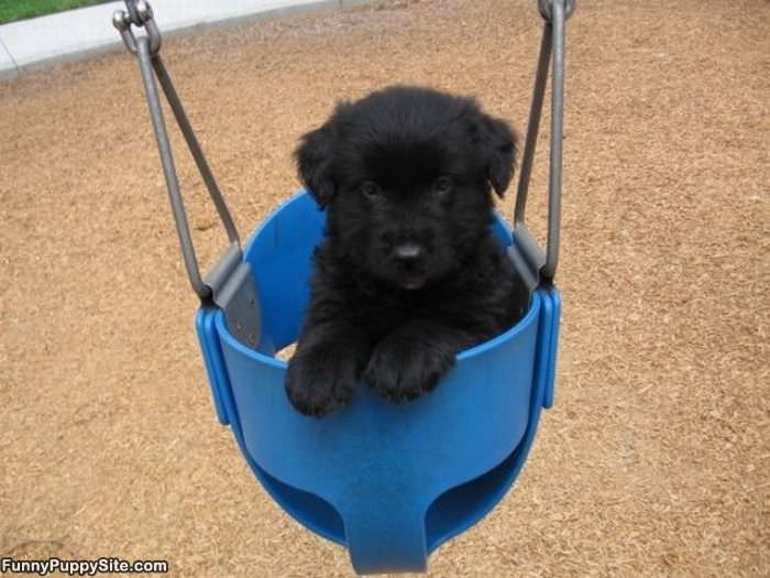 Swing Puppy