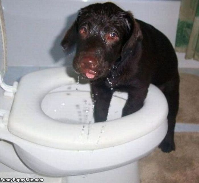 Taking A Doggy Bath