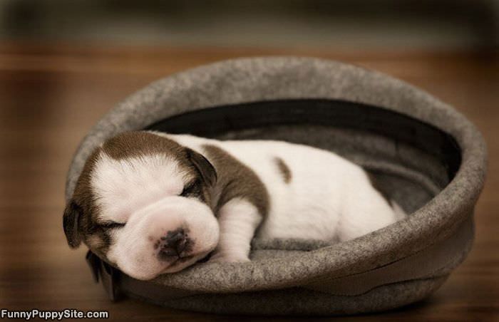 Taking A Little Puppy Nap