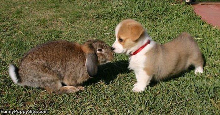 The Puppy Bunny Kiss