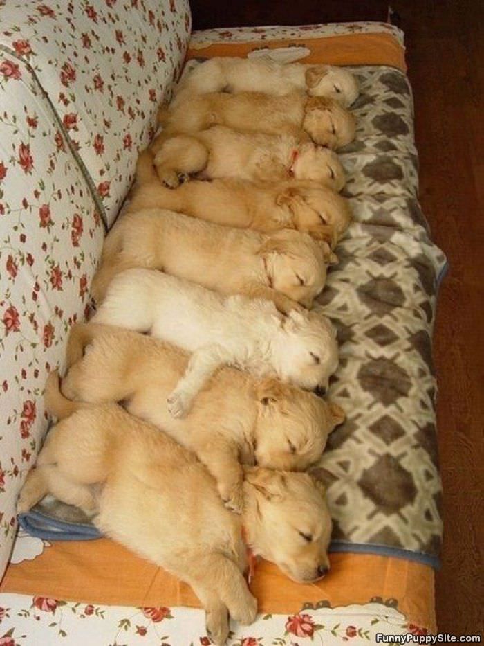 The Puppy Couch