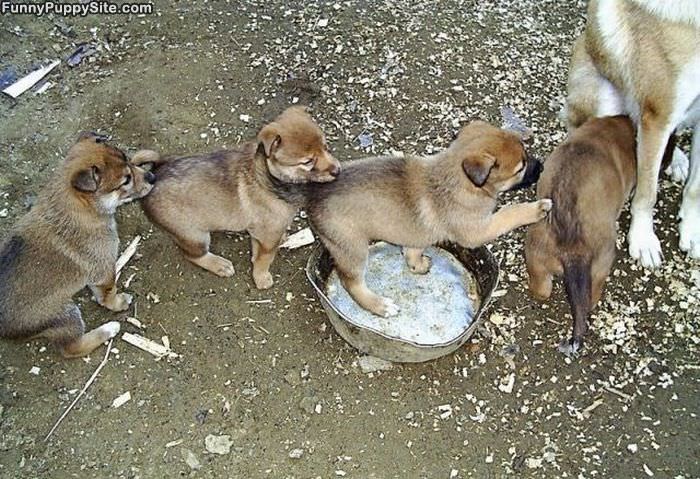 The Puppy Train