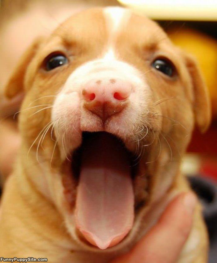 The Puppy Yawn