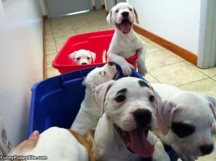 These Are Some Happy Puppies