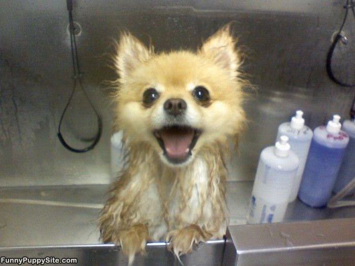 This Dog Loves Bath Time