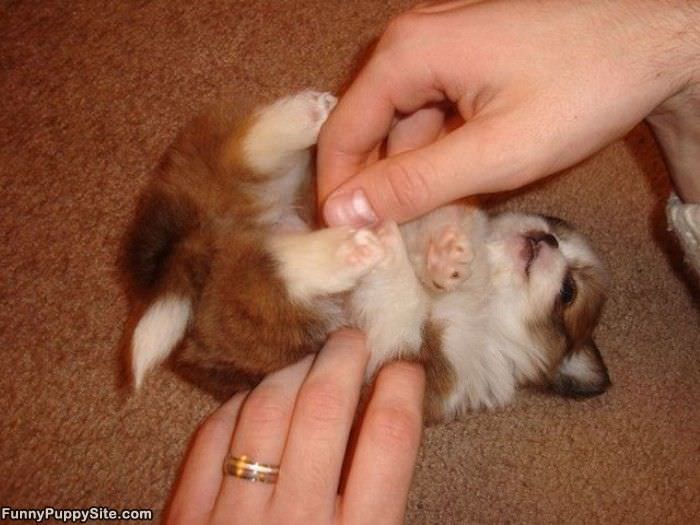 Tickle Tickle