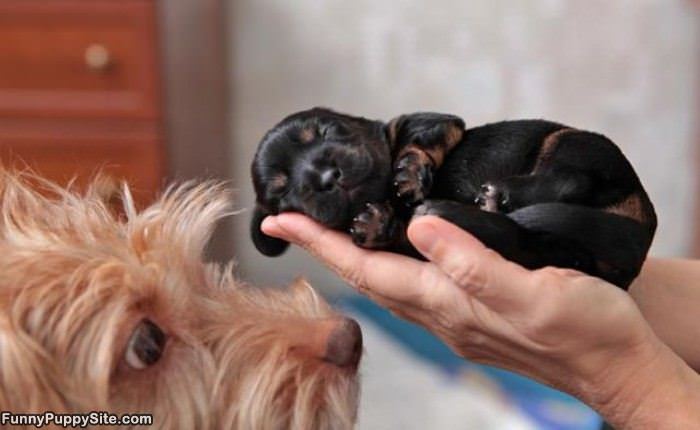 Tiny Handful Of Puppy