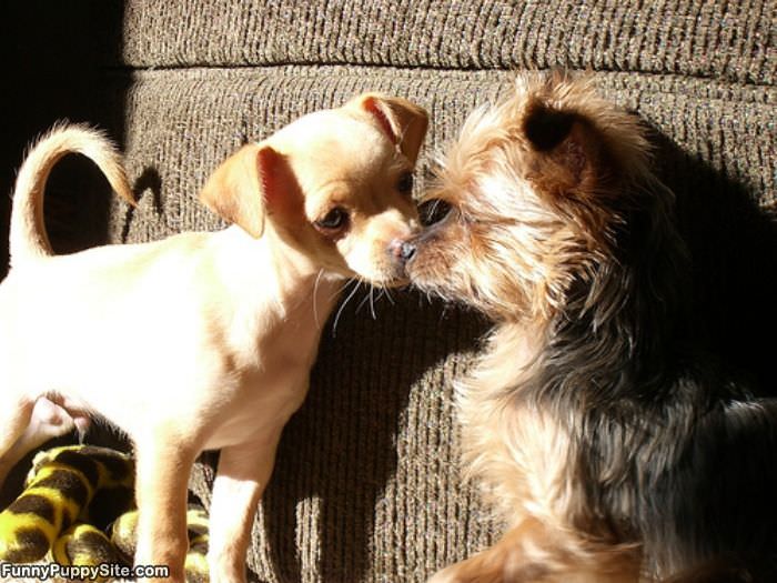 Tiny Puppy Kiss