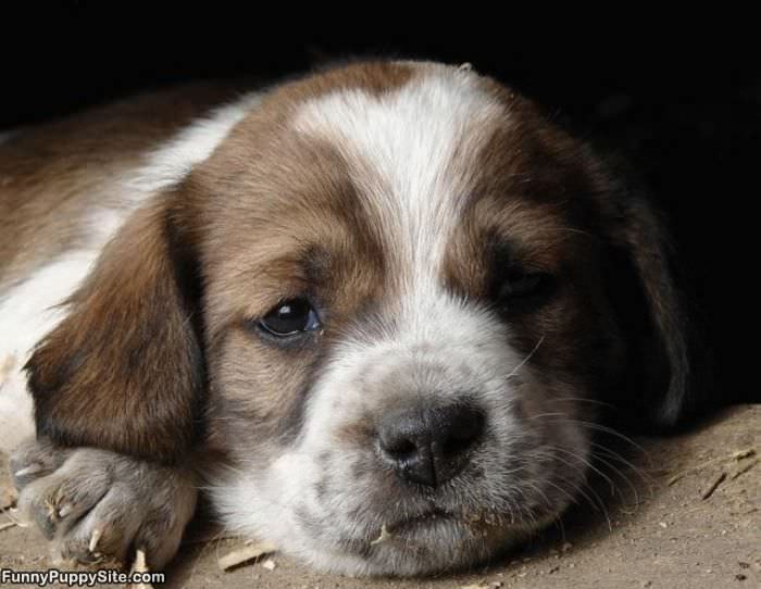 Tiny Puppy Napping