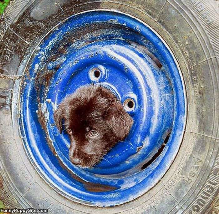 Tire Puppy