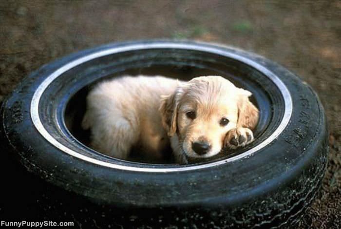 Tire Puppy Here