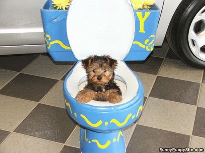 Toilet Puppy