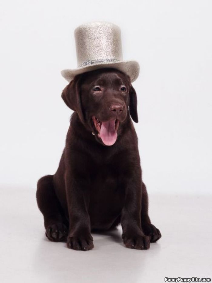 Top Hat Puppy