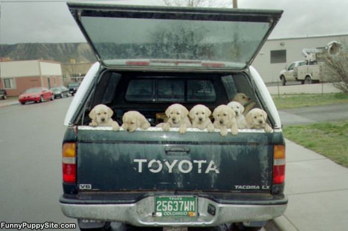 Toyota Full Of Puppies