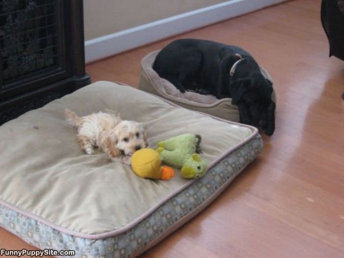 Traded Beds