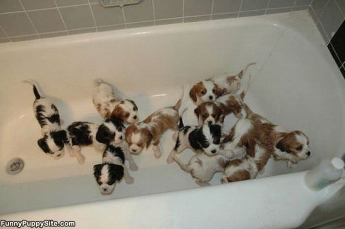 Tub Of Puppies