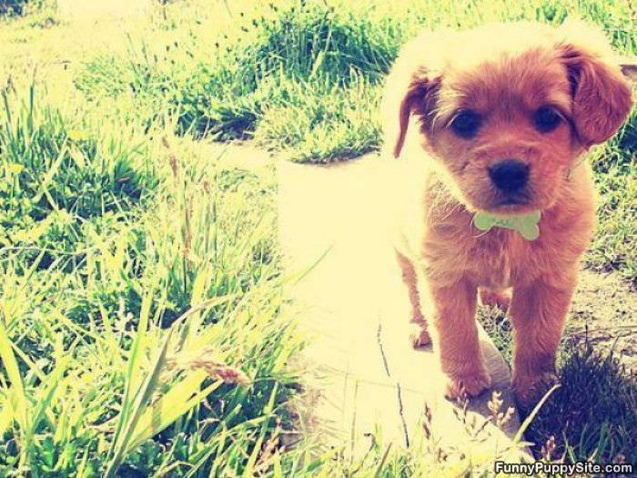 Very Cute Little Puppy