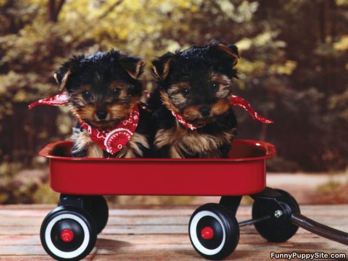 Wagon Puppies