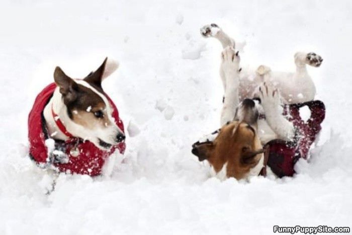 We Love The Snow