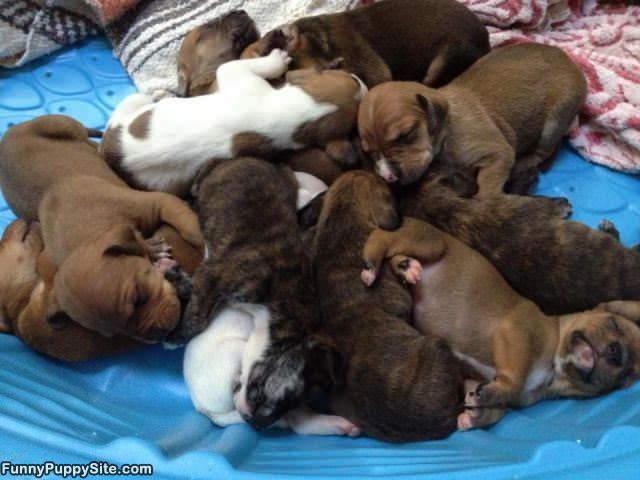 Whole Pile Of Puppies