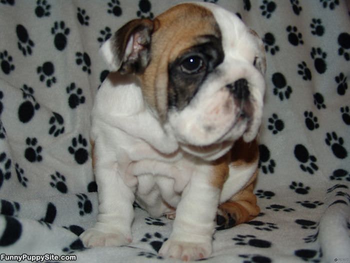 Wrinkly Face Puppy