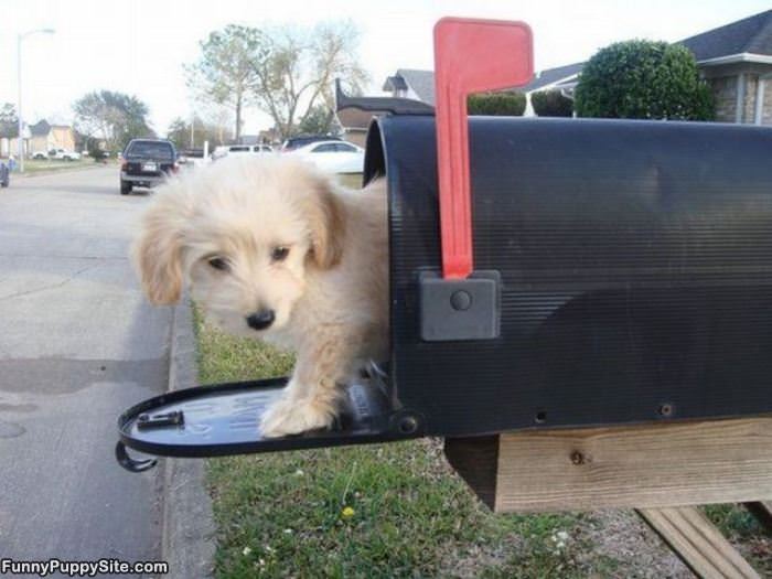 You Got Mail